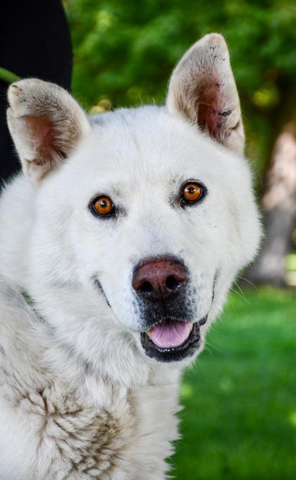 Enlarge Kurt, a Adoptable mixed breed in Yakima, WA image 3/3