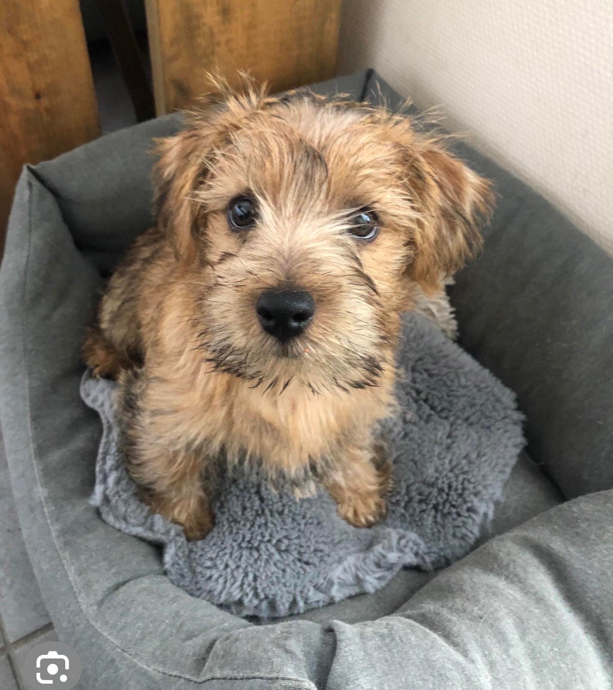 Enlarge Scout, a ADOPTABLE Cairn Terrier in Little Elm, TX image 2/2
