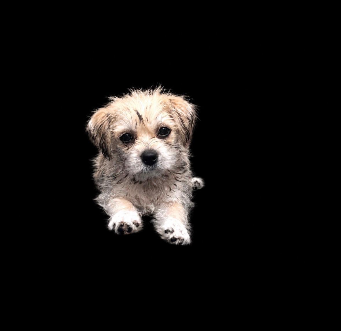 Scout, ADOPTABLE, Puppy Male Cairn Terrier.