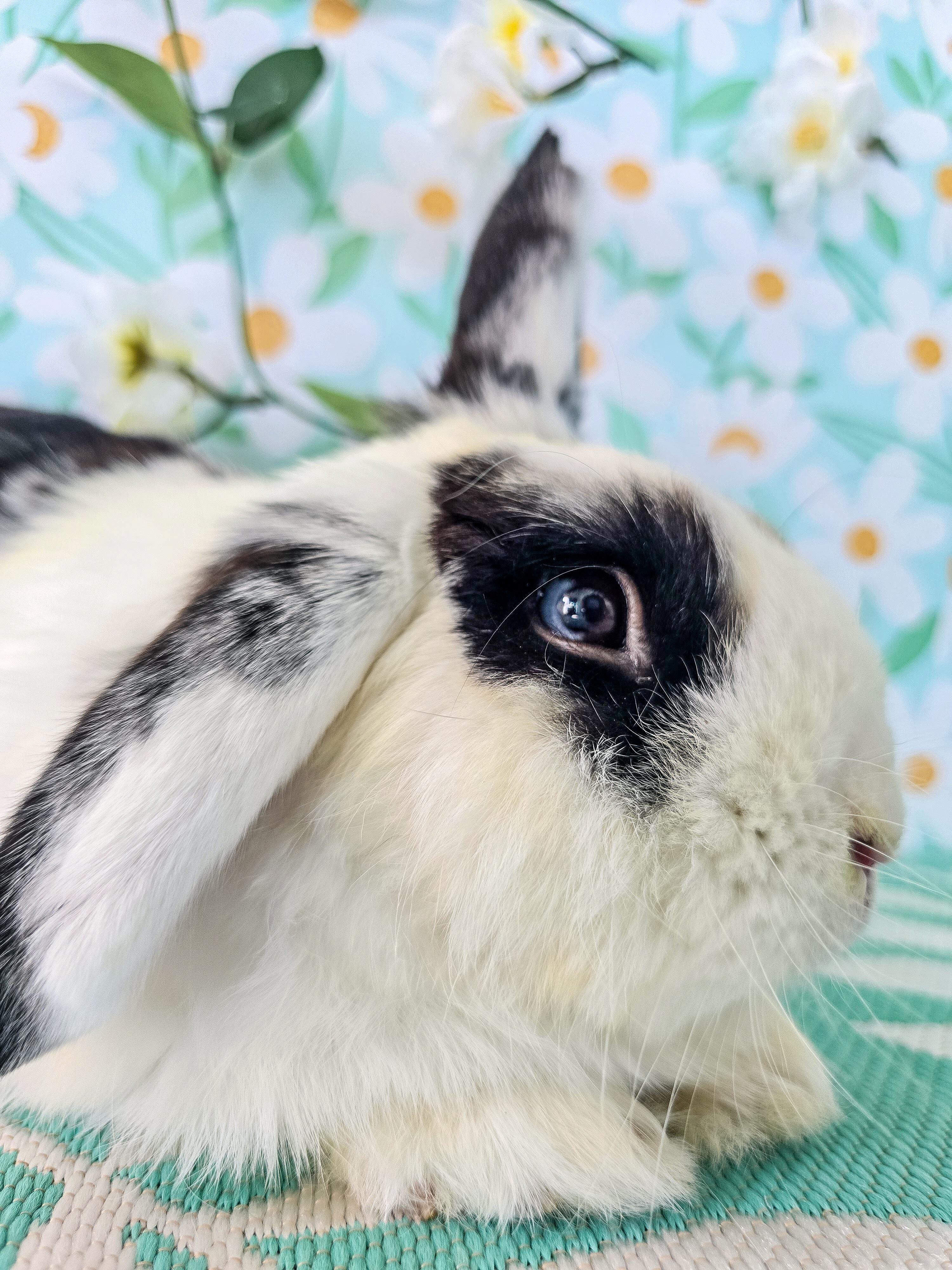 Bowie, an adopted Lop Eared in Long Beach, CA image 2/5