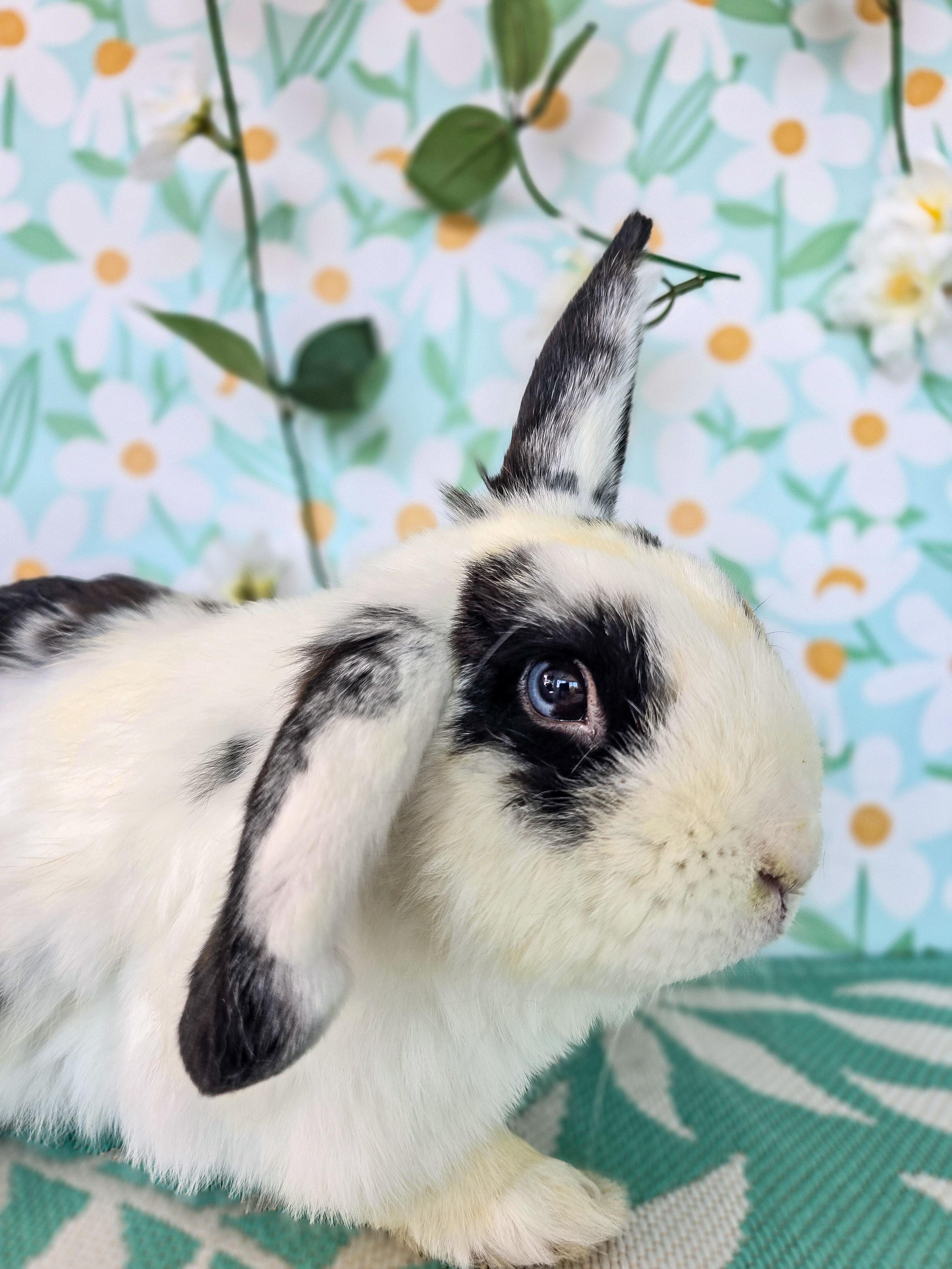 Bowie, an adopted Lop Eared in Long Beach, CA image 4/5