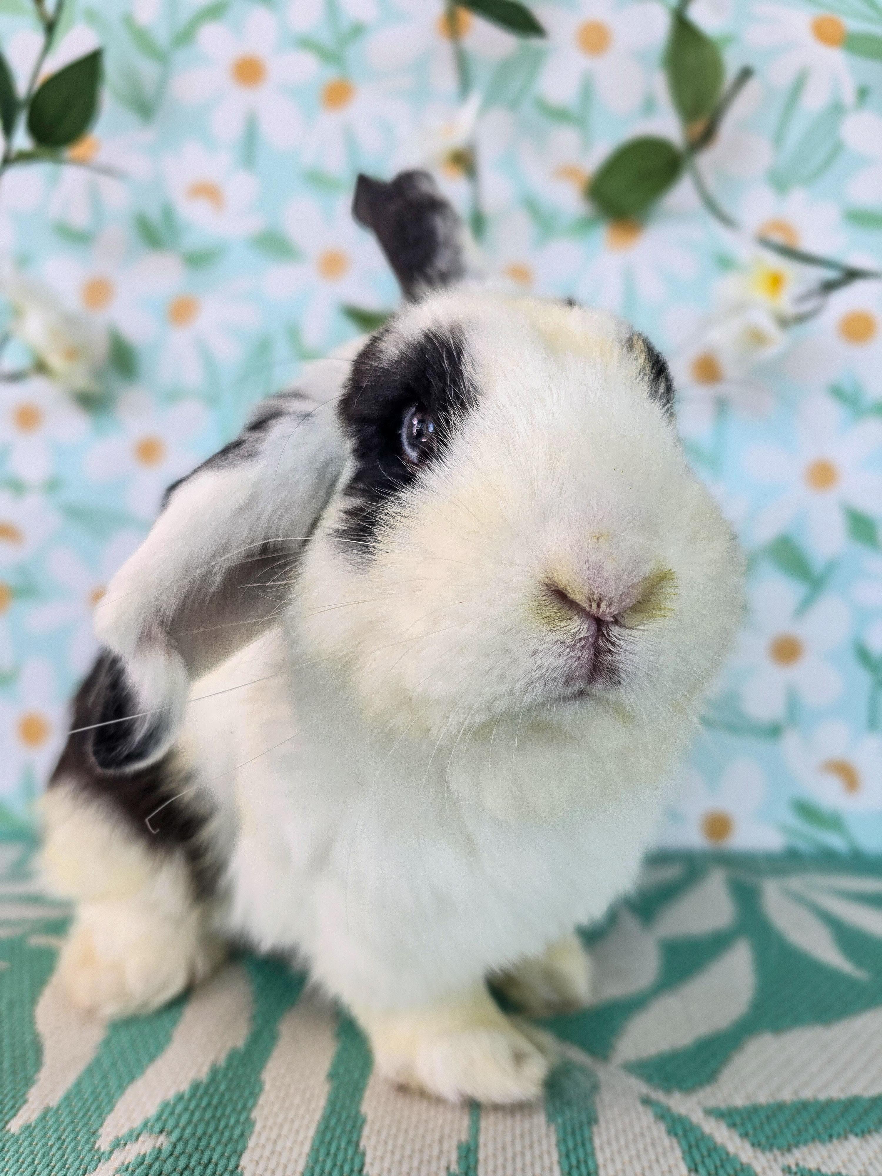 Bowie, adopted, Young Male Lop Eared.