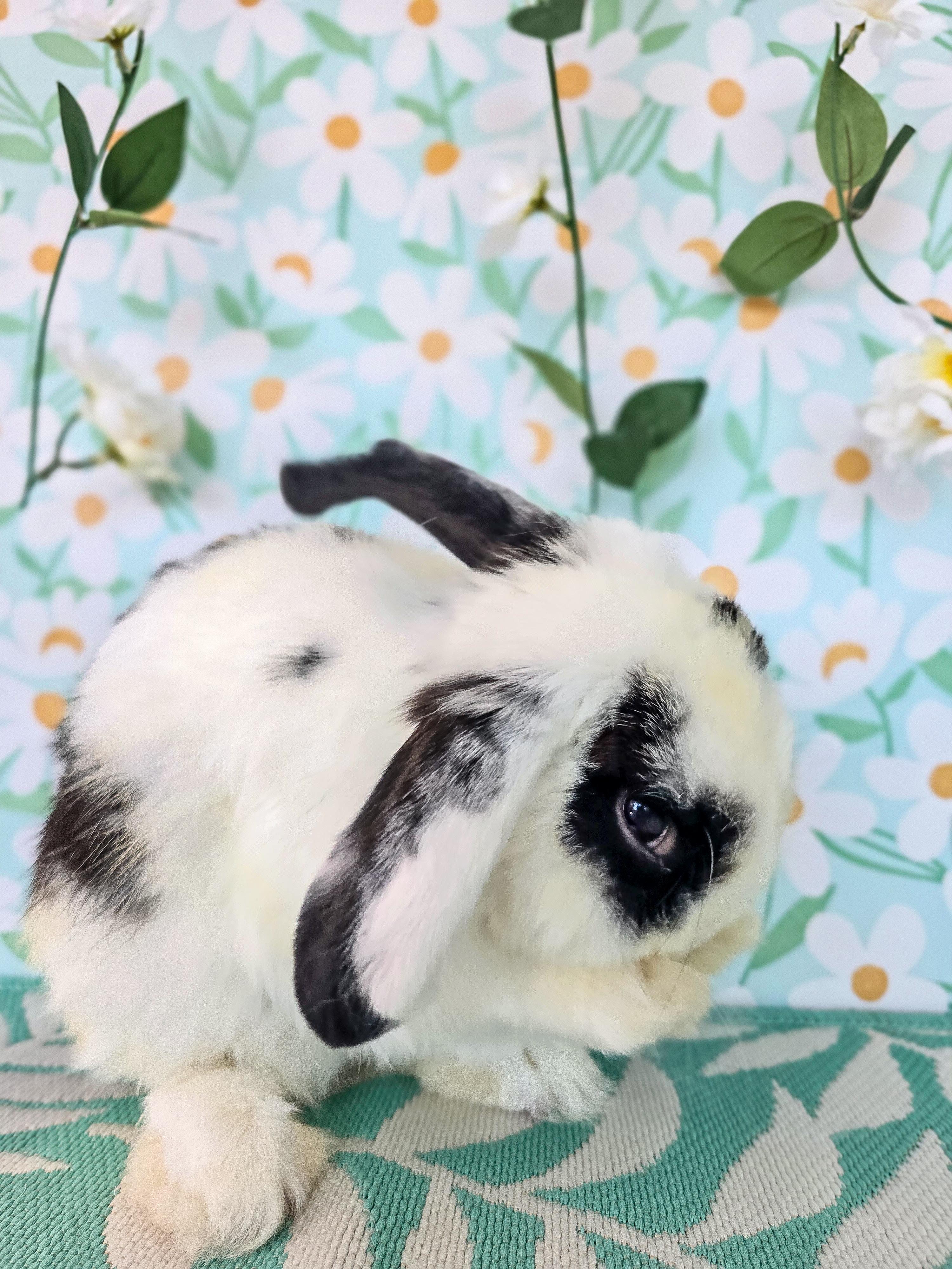 Bowie, an adopted Lop Eared in Long Beach, CA image 3/5
