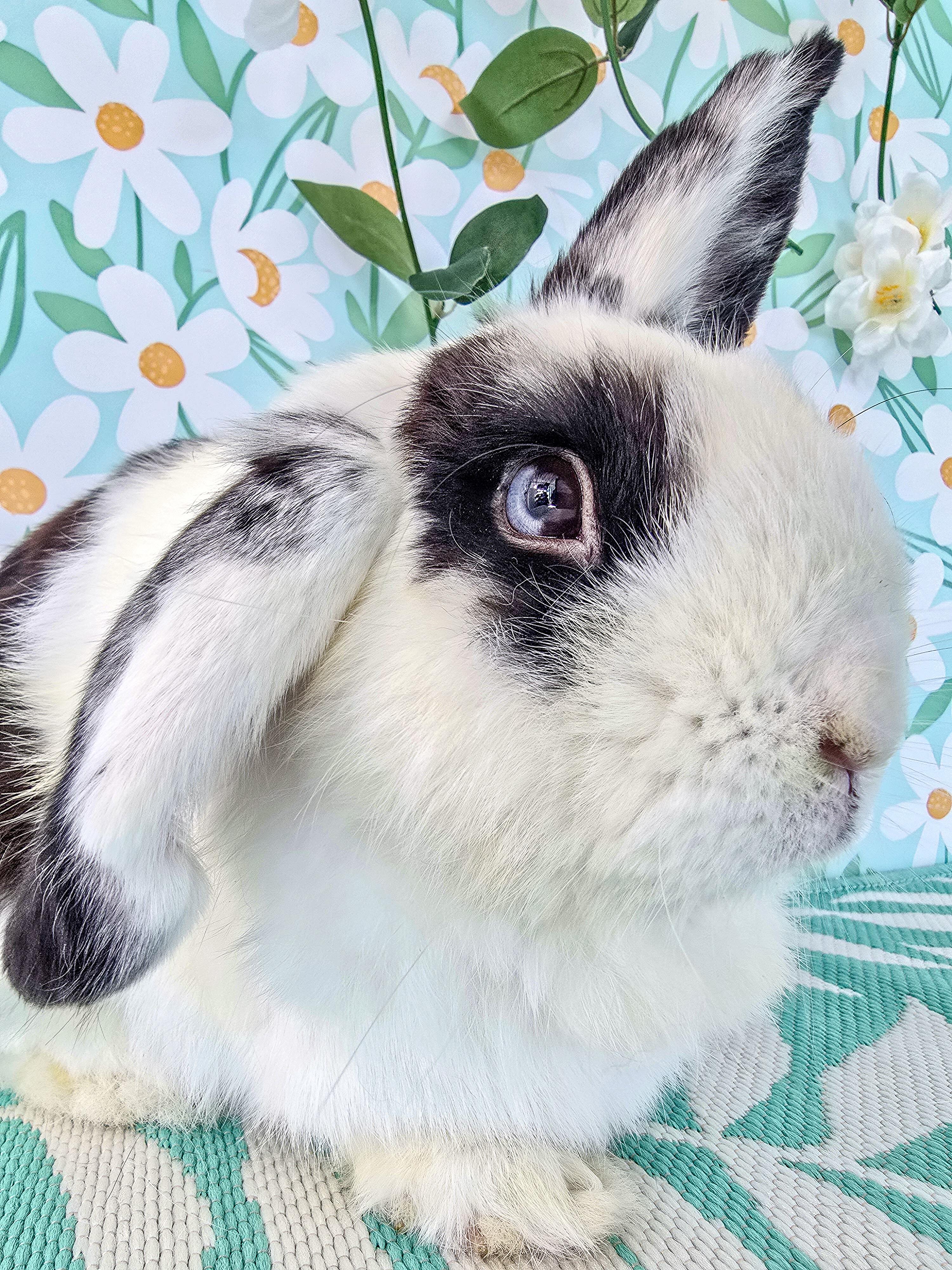 Bowie, an adopted Lop Eared in Long Beach, CA image 5/5