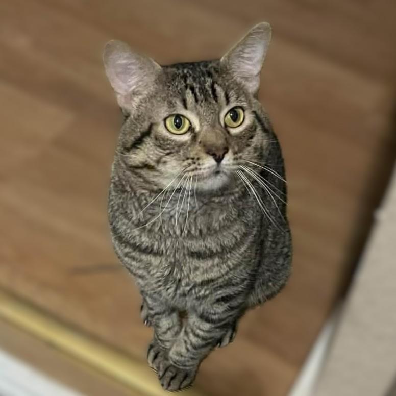 Enlarge Tigger, a Adoptable American Shorthair in Allen, TX image 1/6