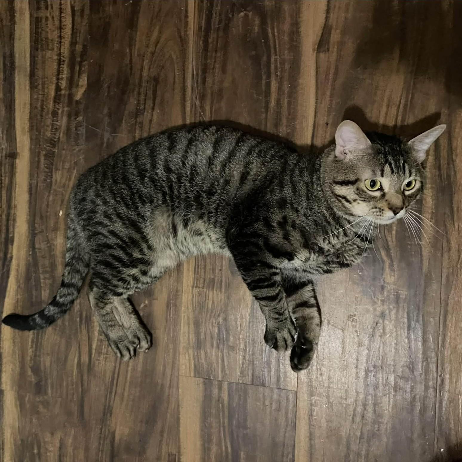 Enlarge Tigger, a Adoptable American Shorthair in Allen, TX image 3/6