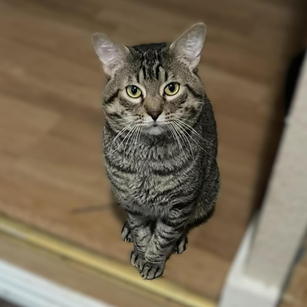 Enlarge Tigger, a Adoptable American Shorthair in Allen, TX image 6/6