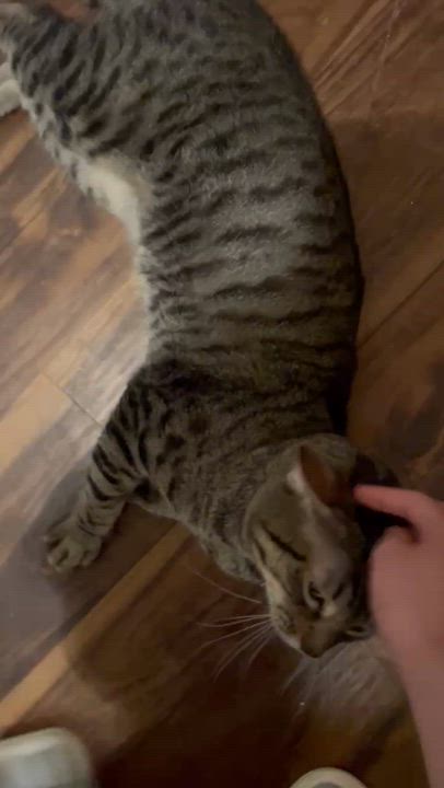 Enlarge Tigger, a Adoptable American Shorthair in Allen, TX video 5/6