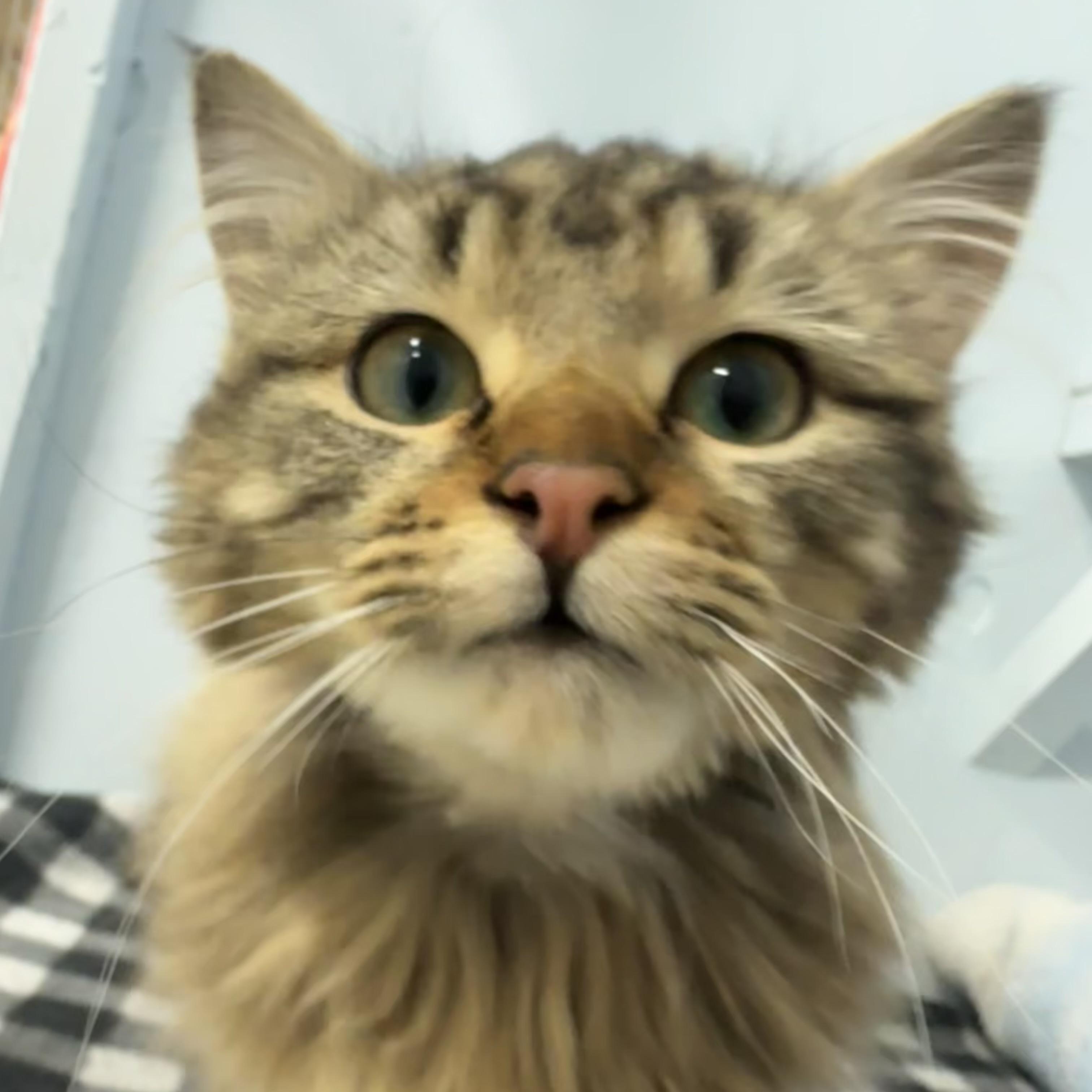 Enlarge Chewey, an adopted Domestic Long Hair in Mission, BC image 2/2