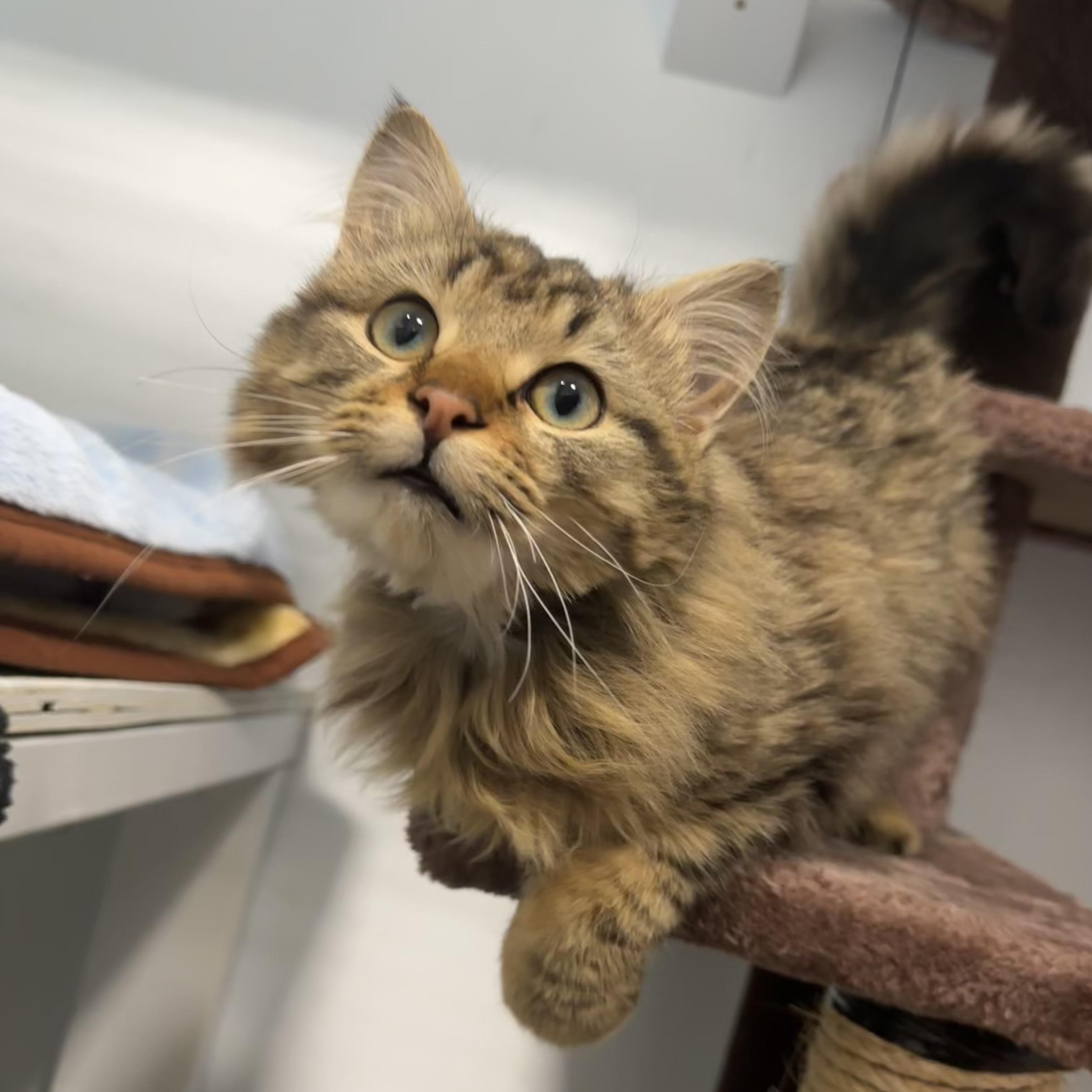 Chewey, adopted, Kitten Female Domestic Long Hair.