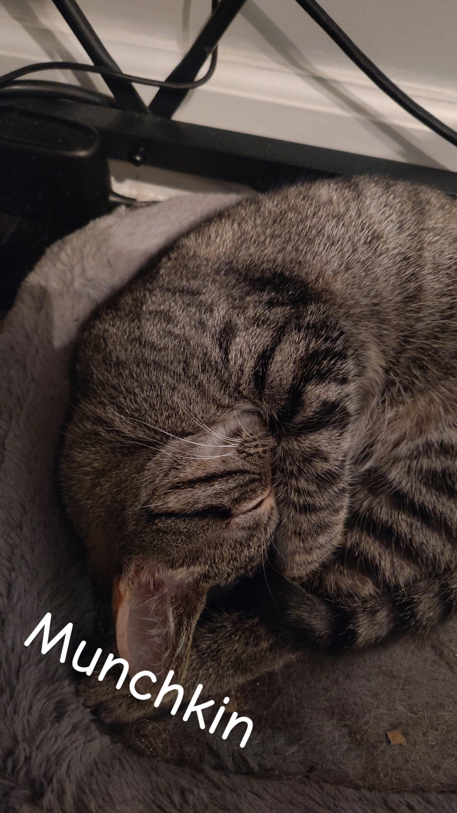Enlarge Munchkin, a Adoptable Domestic Short Hair in Randolph, AL image 2/2