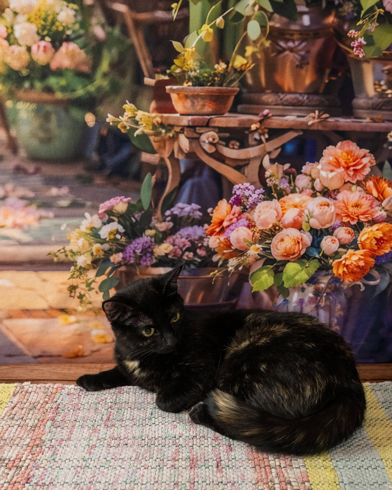 Mavis, an adopted Domestic Short Hair in Lapeer, MI image 2/5