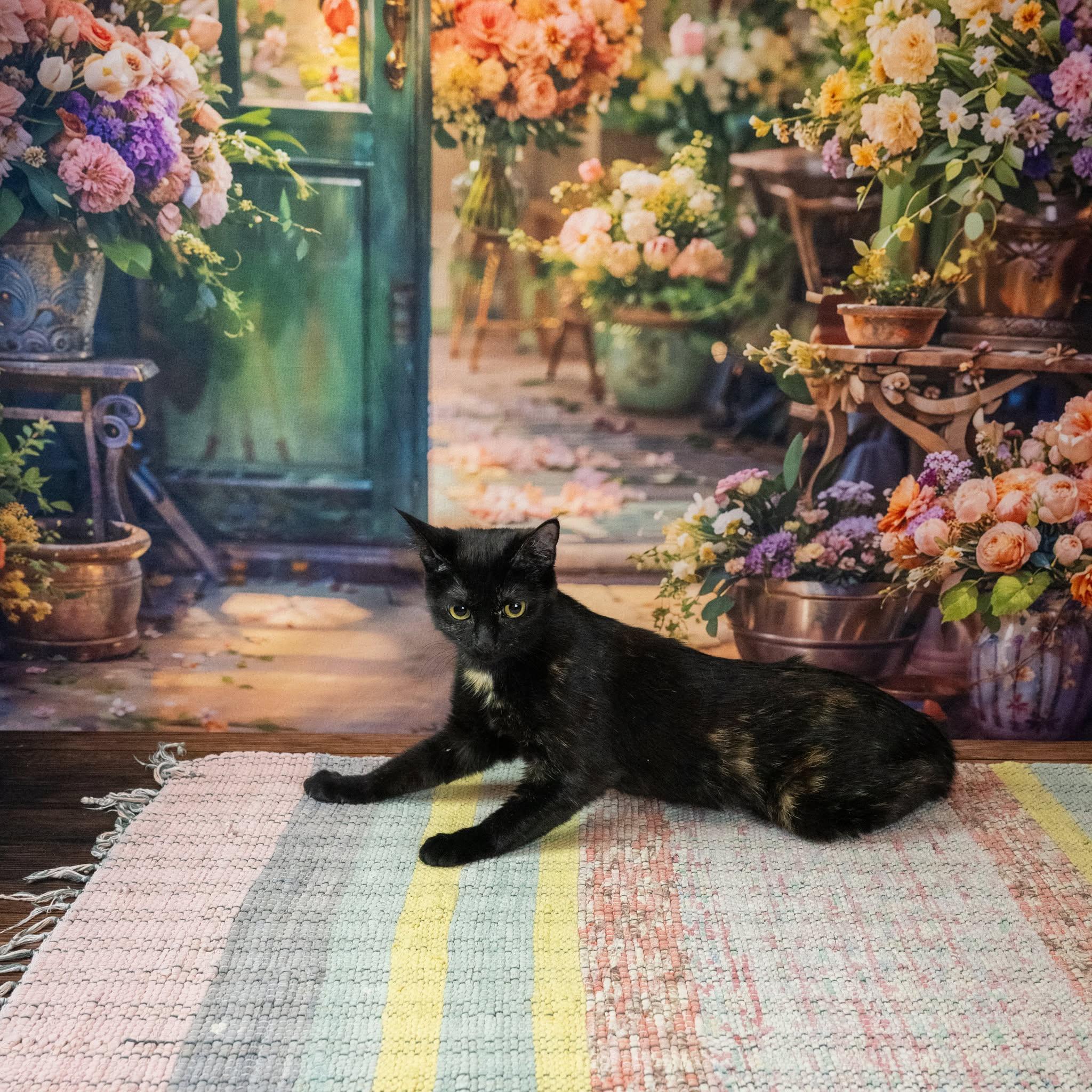 Mavis, an adopted Domestic Short Hair in Lapeer, MI image 5/5