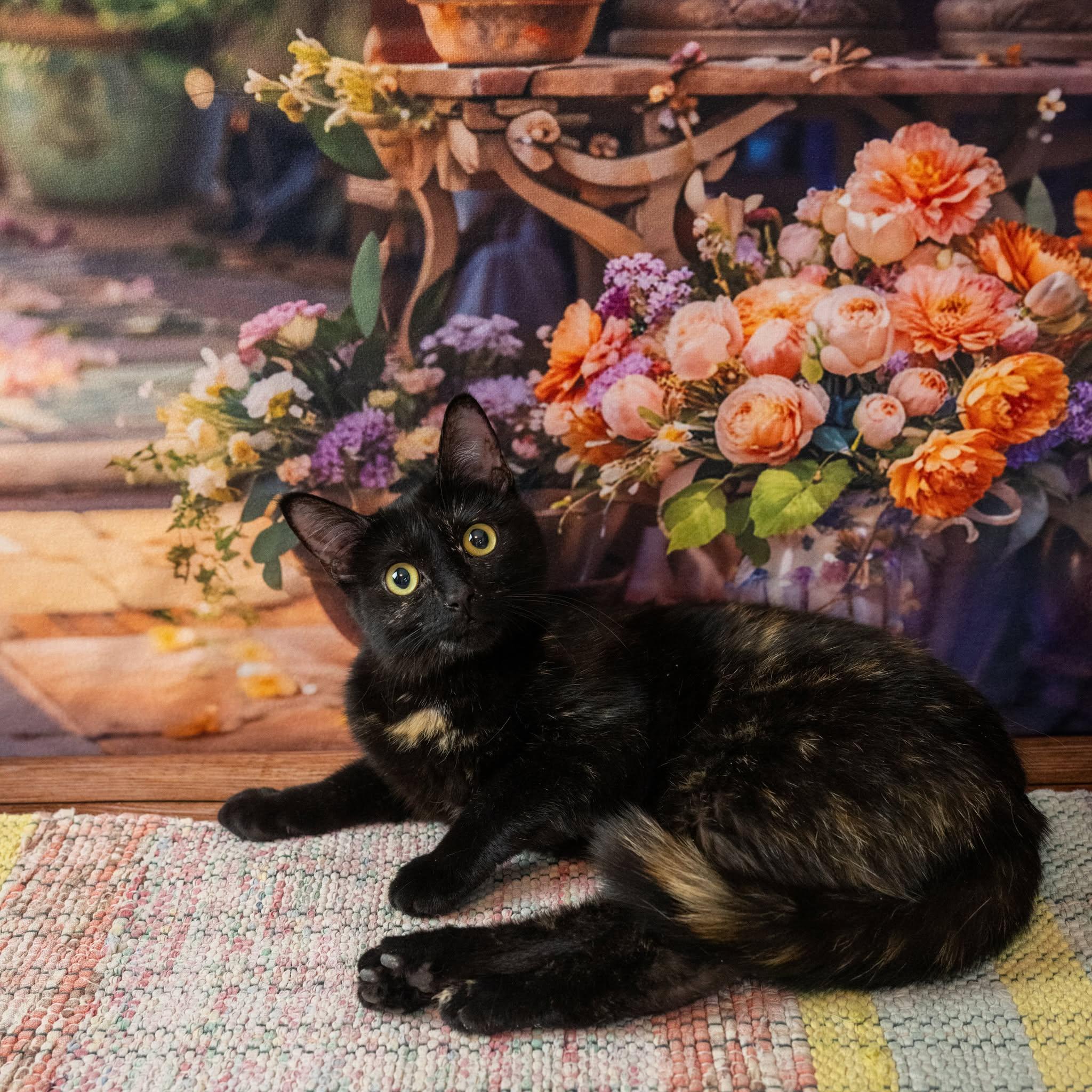 Mavis, an adopted Domestic Short Hair in Lapeer, MI image 4/5