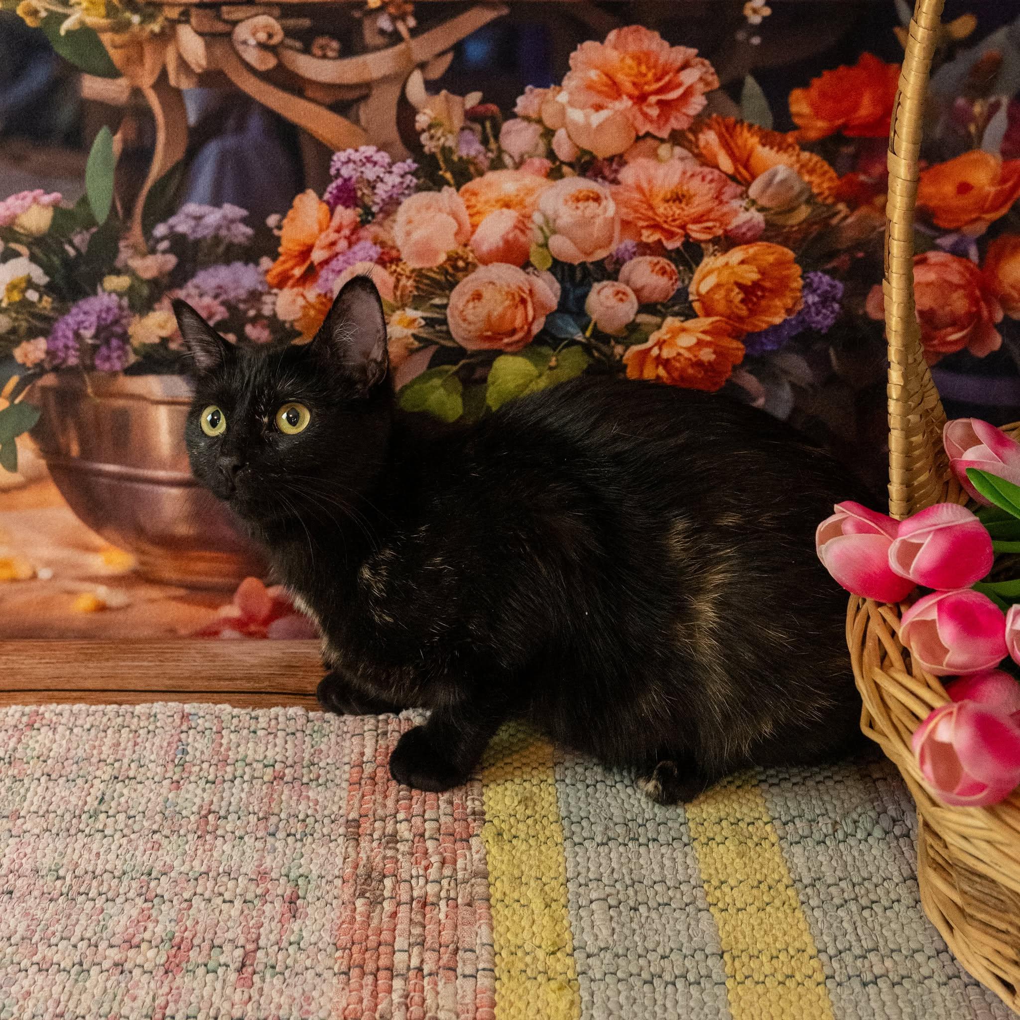 Mavis, an adopted Domestic Short Hair in Lapeer, MI image 3/5