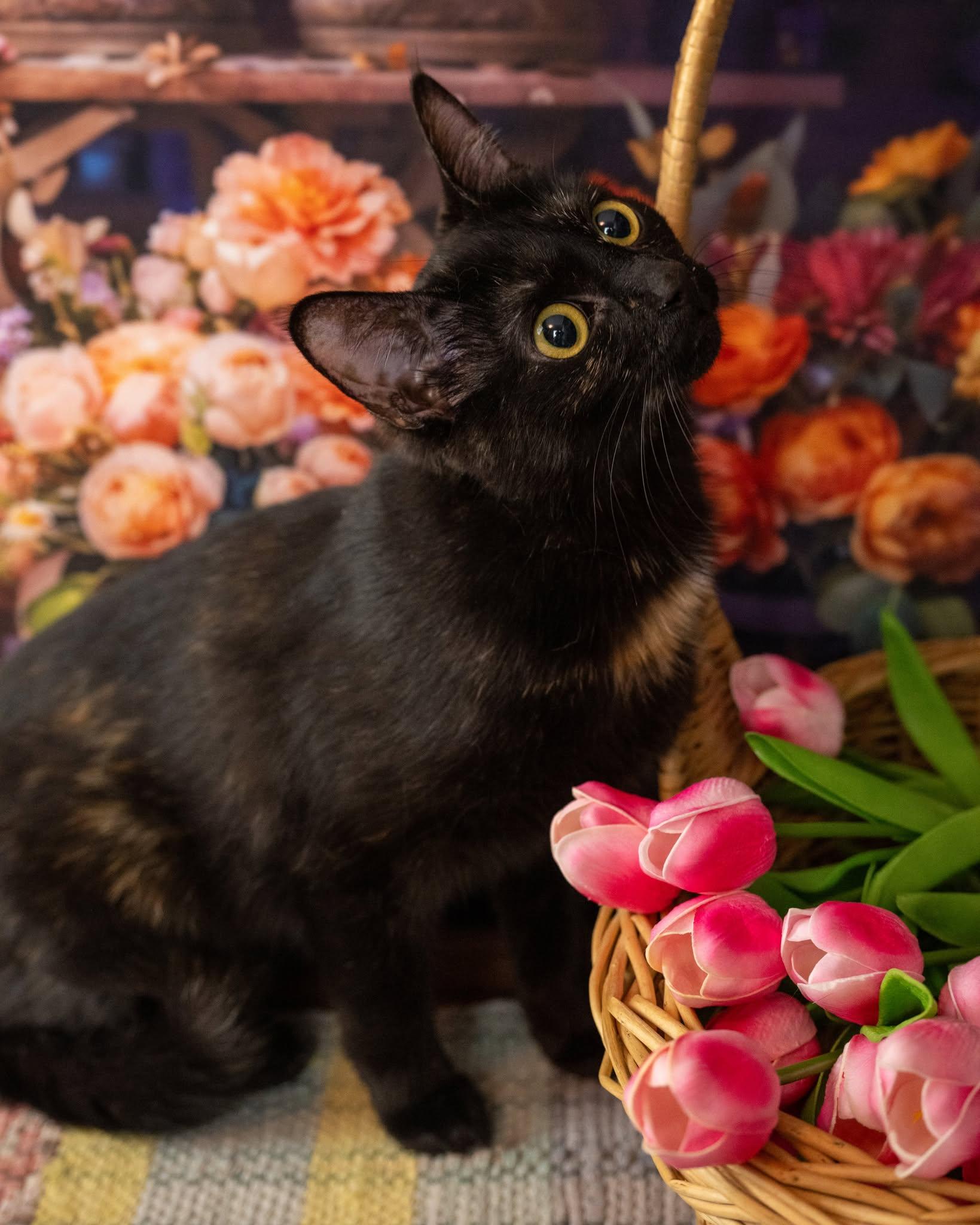 Mavis, adopted, Adult Female Domestic Short Hair.