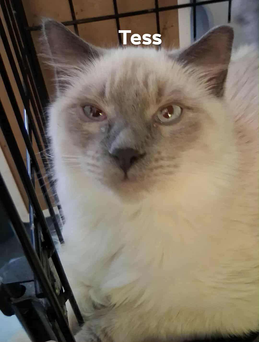 Enlarge Tess (Toots), a Adoptable Domestic Long Hair in Nucla, CO image 1/1