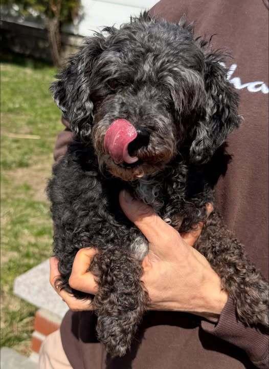 Enlarge Princess Sasha, a Adoptable Poodle in Huntington, NY image 1/1