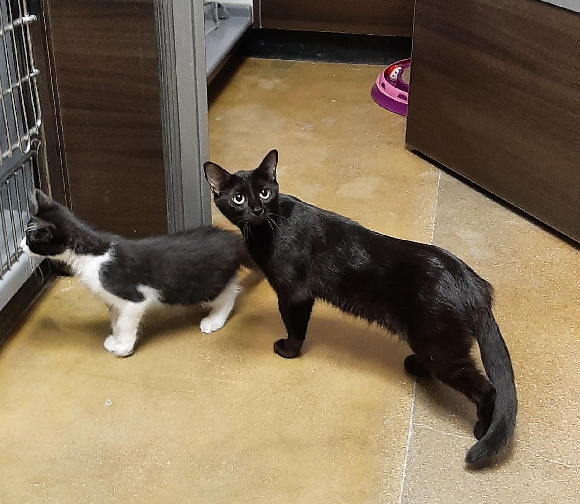 Enlarge Opal, an adoptable Domestic Short Hair in Belleville, IL image 3/4