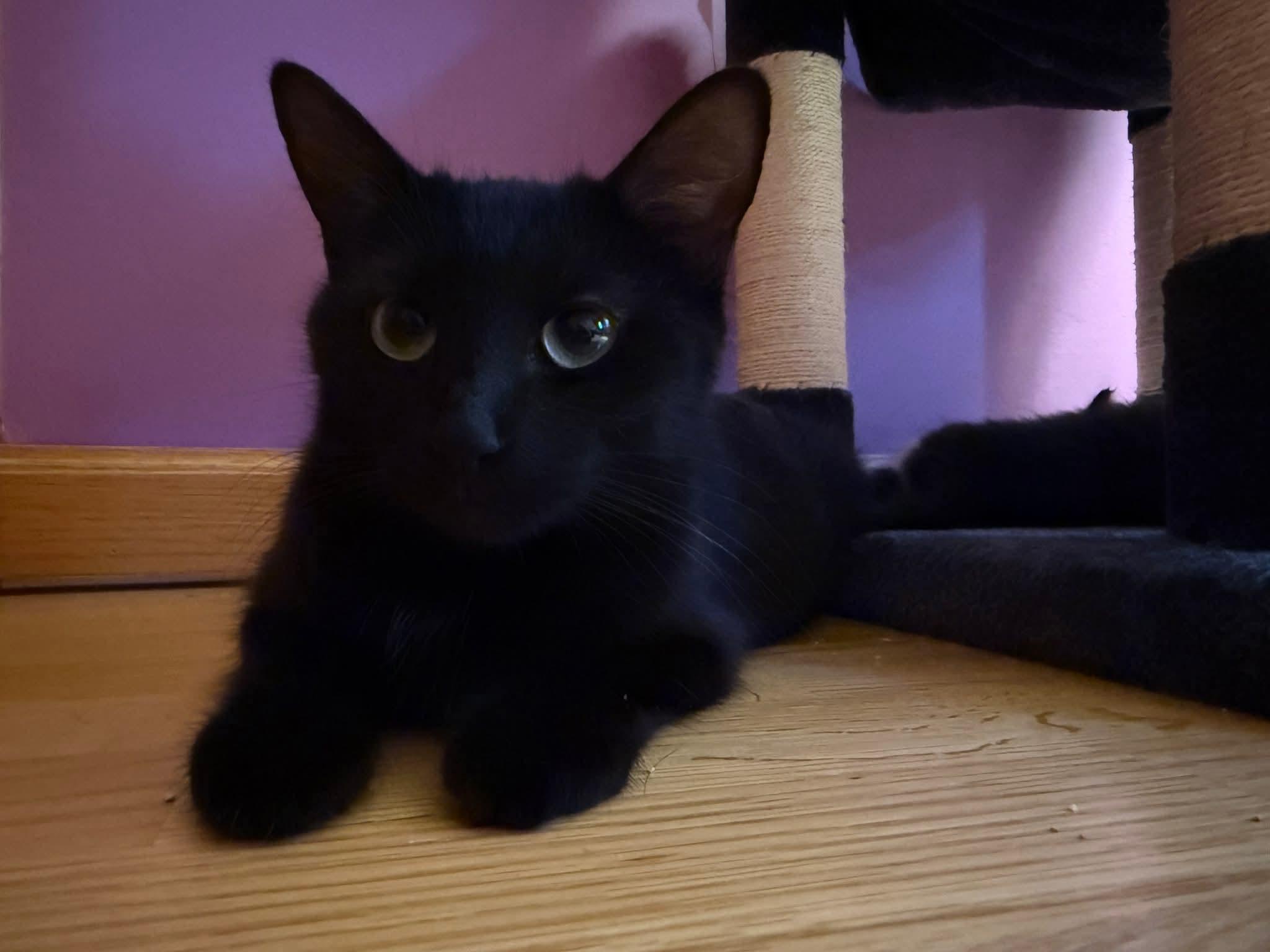 Enlarge Opal, an adoptable Domestic Short Hair in Belleville, IL image 2/4