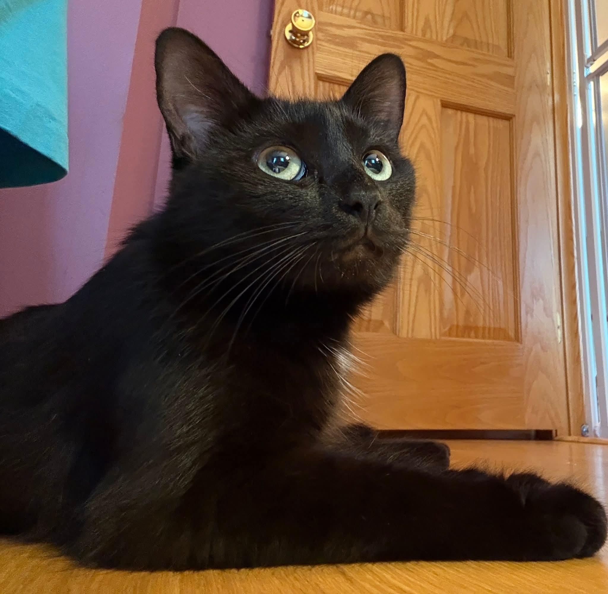 Opal, adoptable, Adult Female Domestic Short Hair.