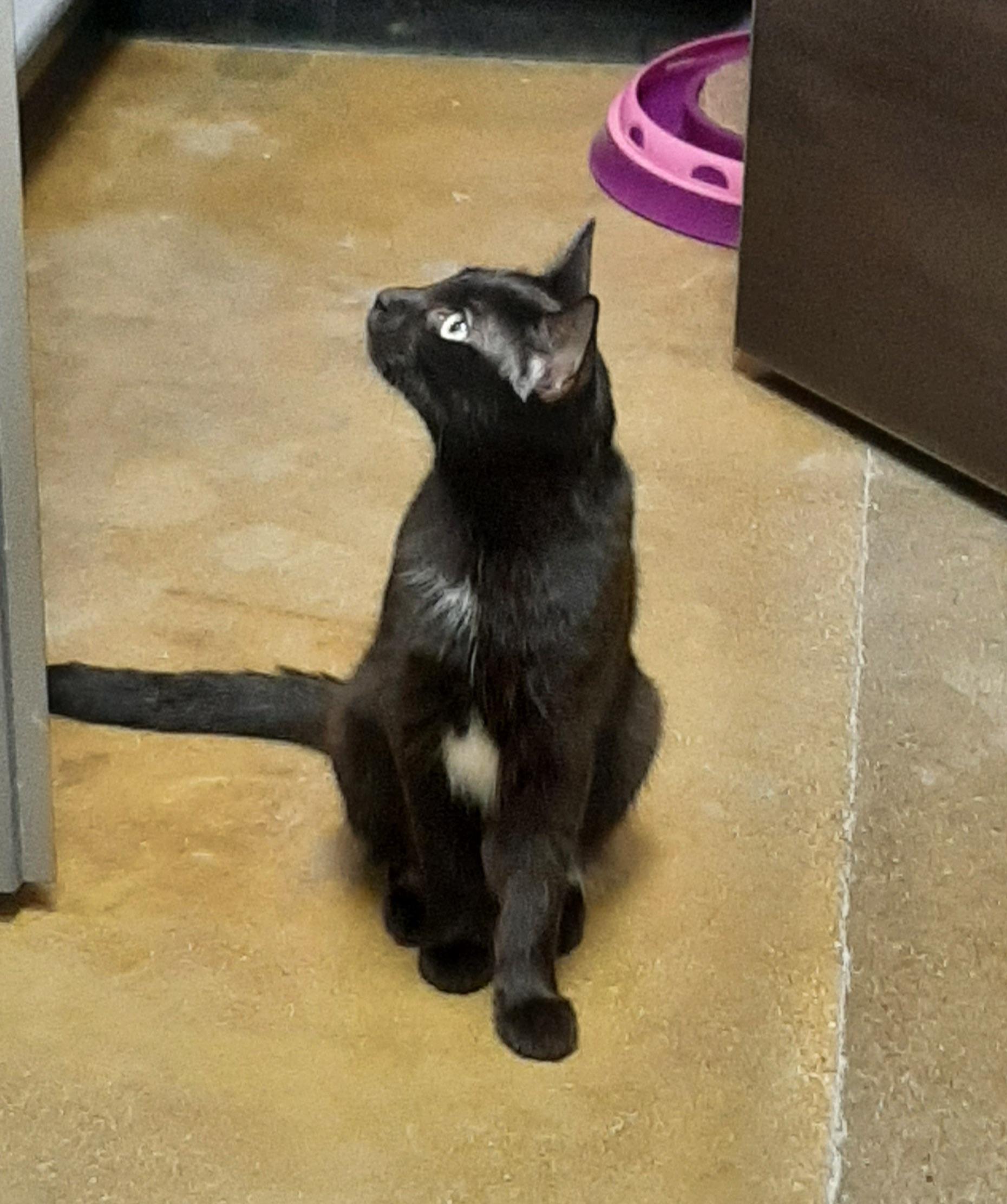 Enlarge Opal, an adoptable Domestic Short Hair in Belleville, IL image 4/4