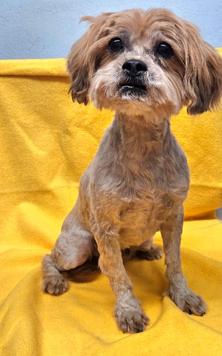Enlarge Niko, an adopted mixed breed in Los Angeles, CA image 3/4