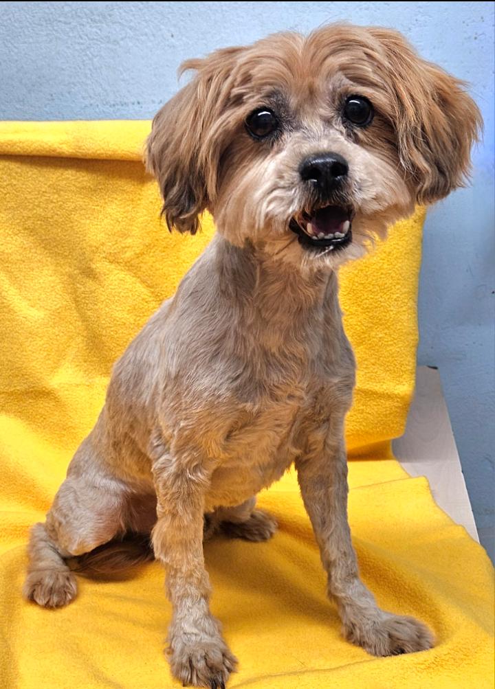 Enlarge Niko, an adopted mixed breed in Los Angeles, CA image 1/4