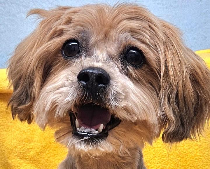 Enlarge Niko, an adopted mixed breed in Los Angeles, CA image 2/4