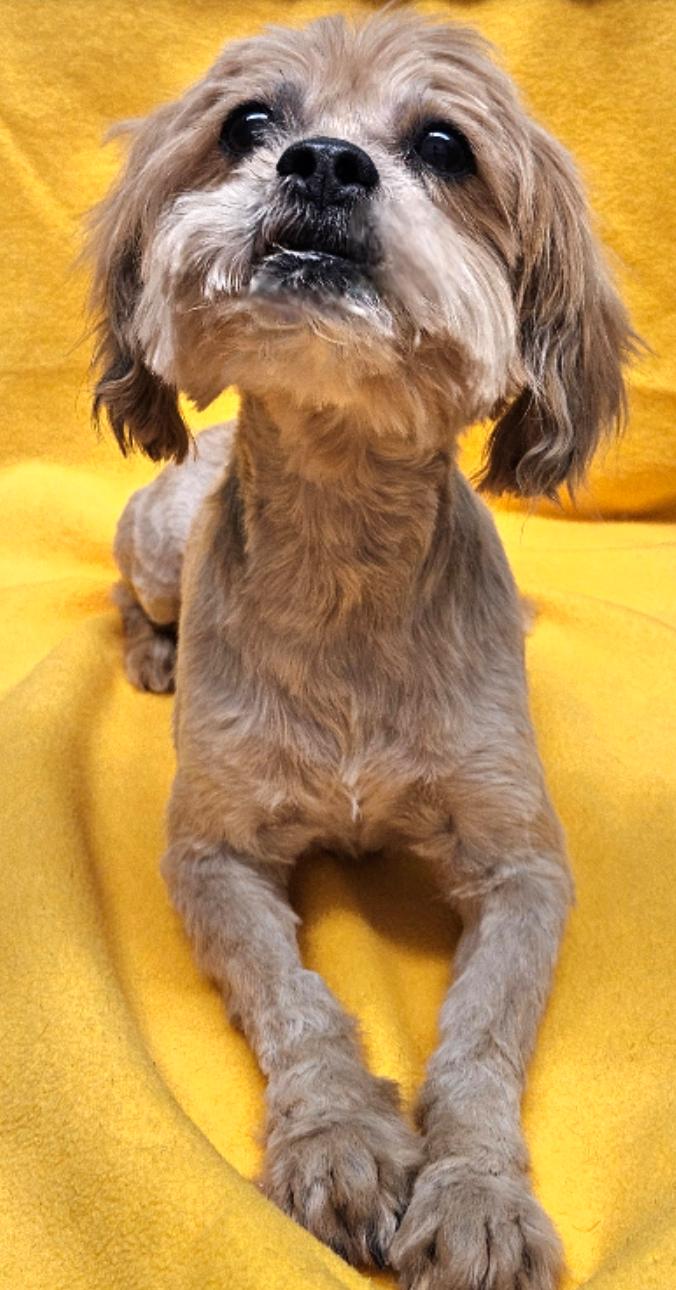 Enlarge Niko, an adopted mixed breed in Los Angeles, CA image 4/4