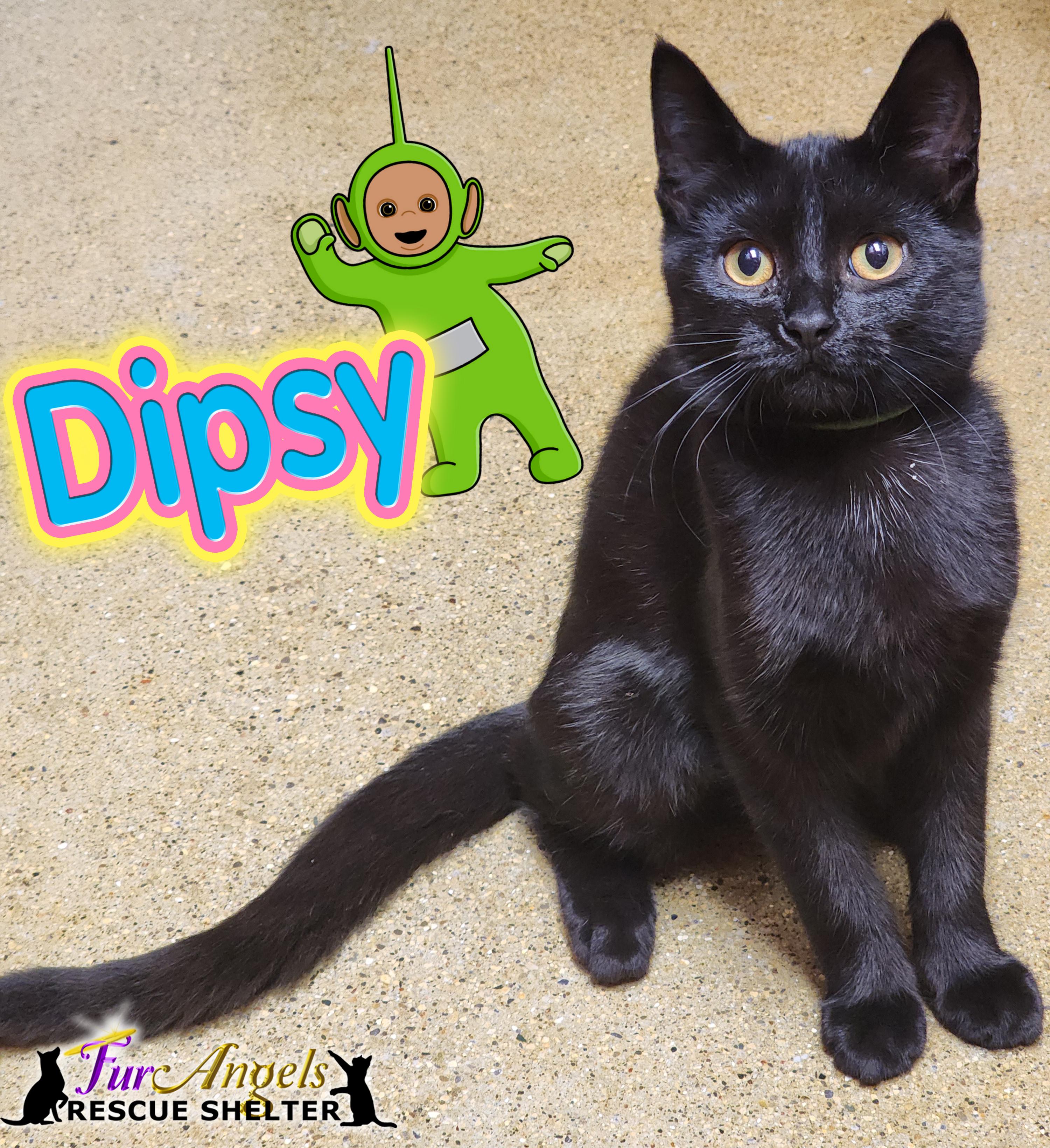 Dipsy, Adoptable, Kitten Female Domestic Short Hair.