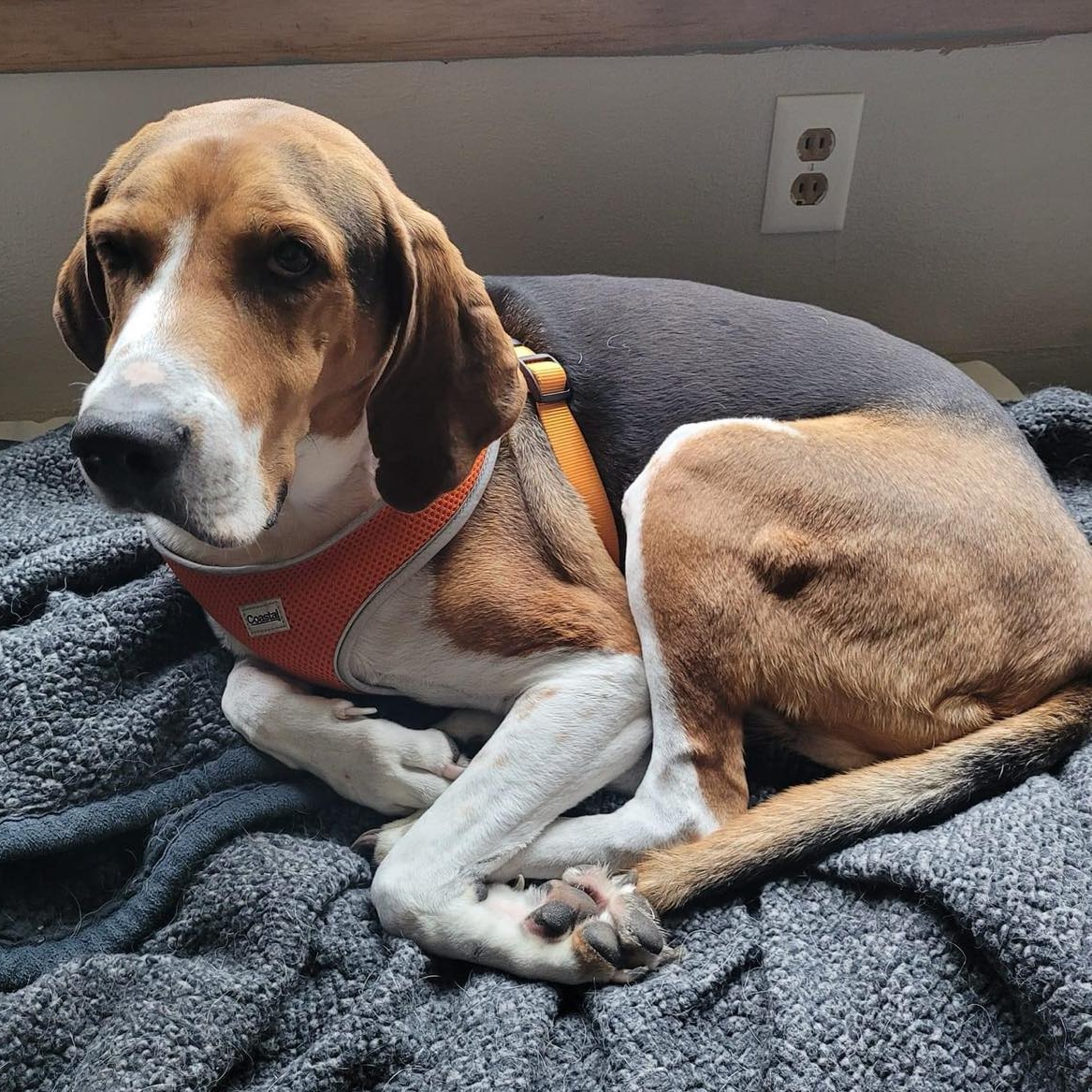 Howie, Adoptable, Senior Male Foxhound.