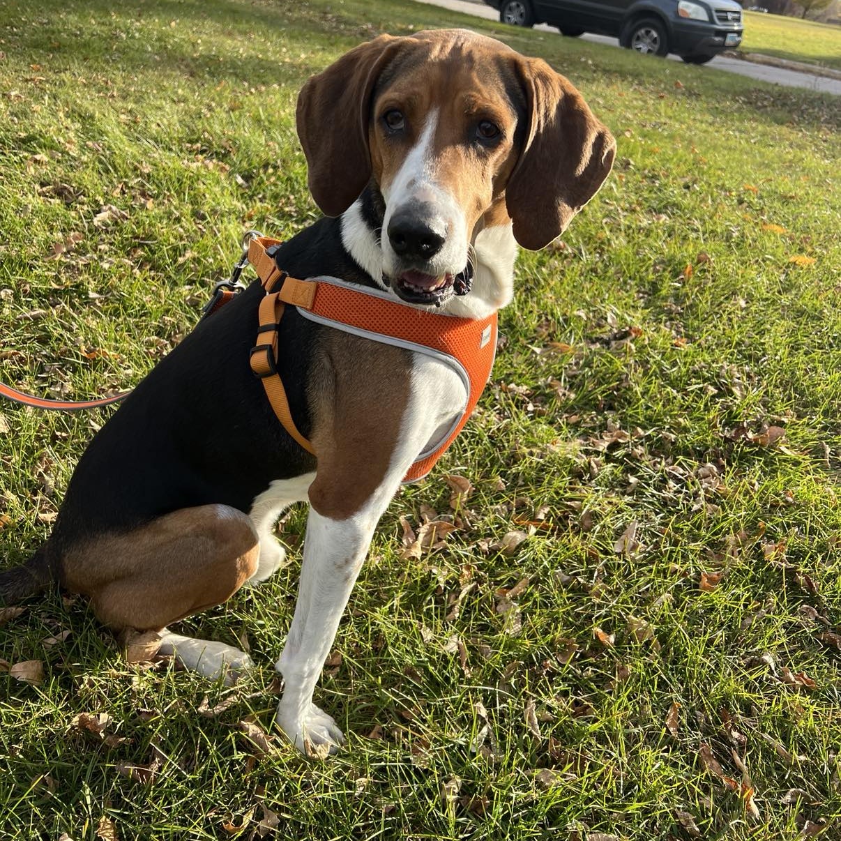 Enlarge Howie, a Adoptable Foxhound in Grand Forks, ND image 2/4