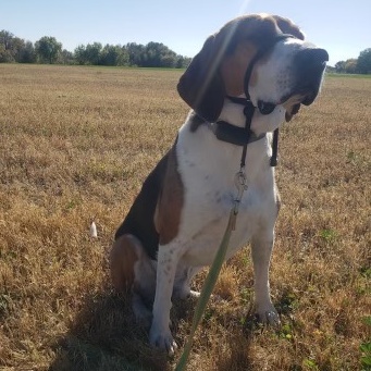 Enlarge Howie, a Adoptable Foxhound in Grand Forks, ND image 3/4
