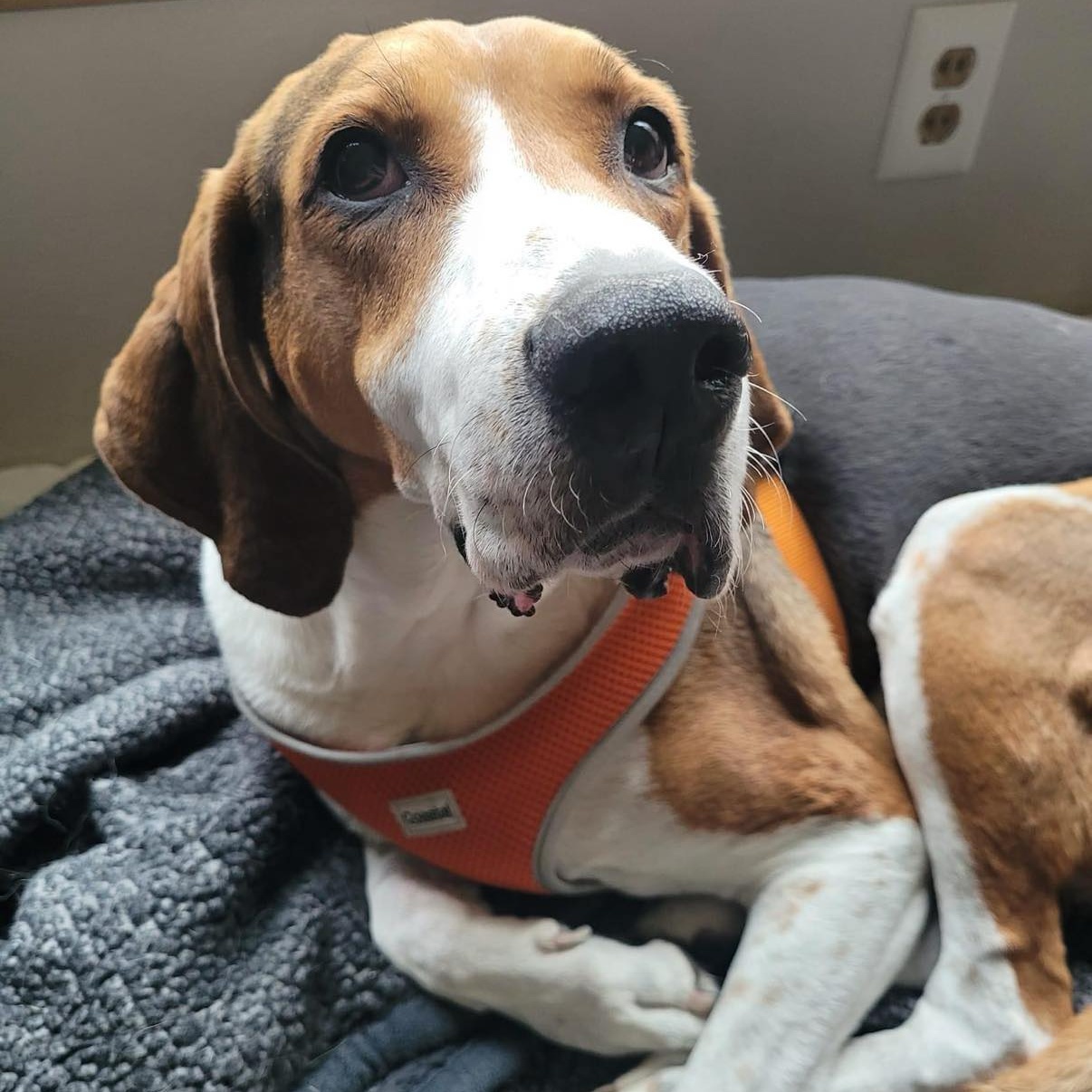 Enlarge Howie, a Adoptable Foxhound in Grand Forks, ND image 4/4