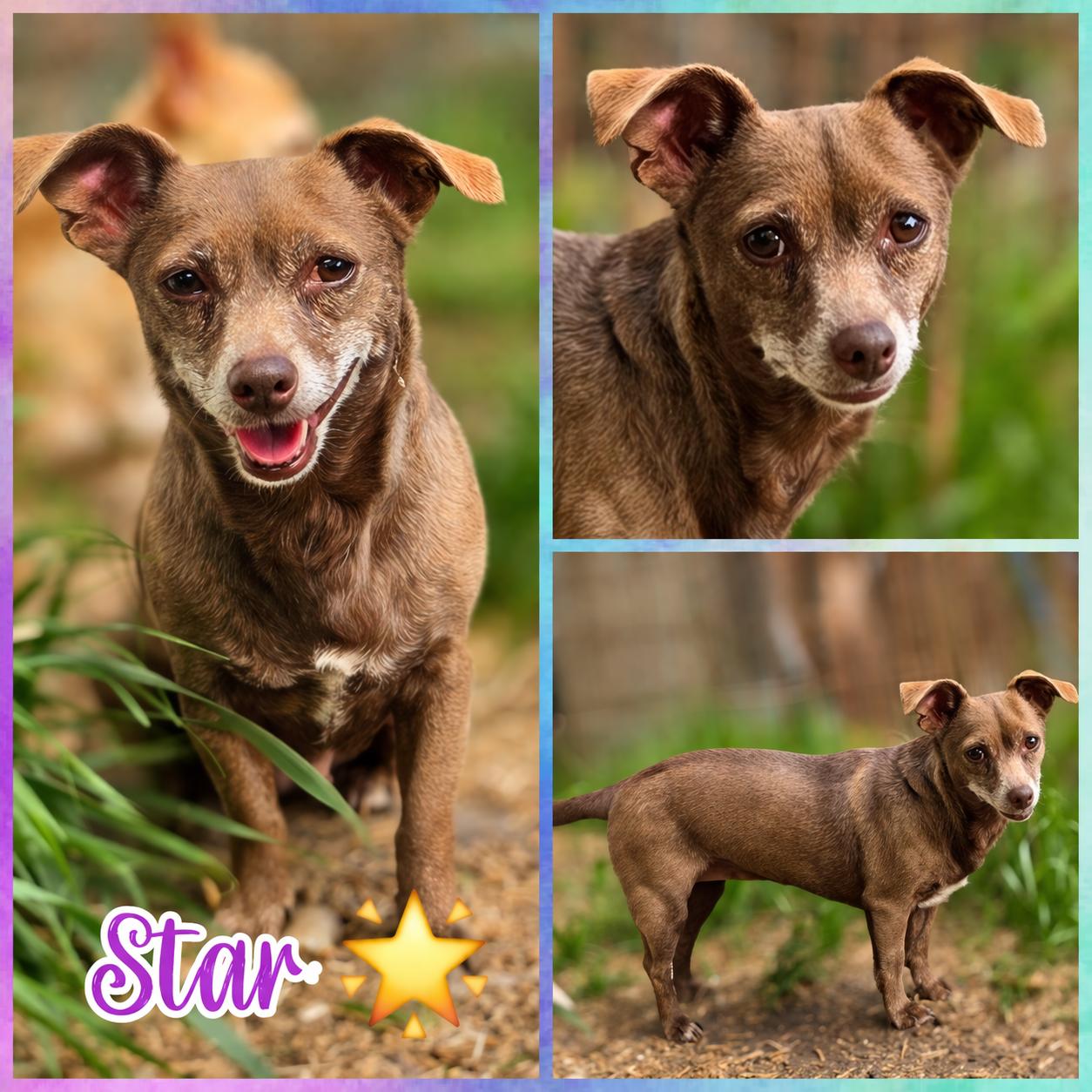 Star, ADOPTABLE, Adult Female Chihuahua & Dachshund.