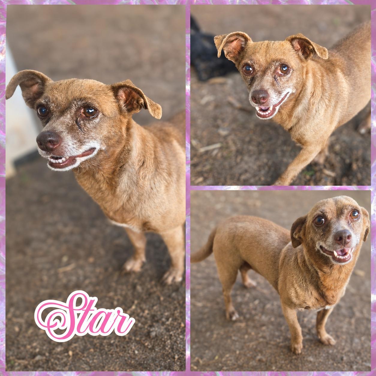 Star, ADOPTABLE, Adult Female Chihuahua & Dachshund.