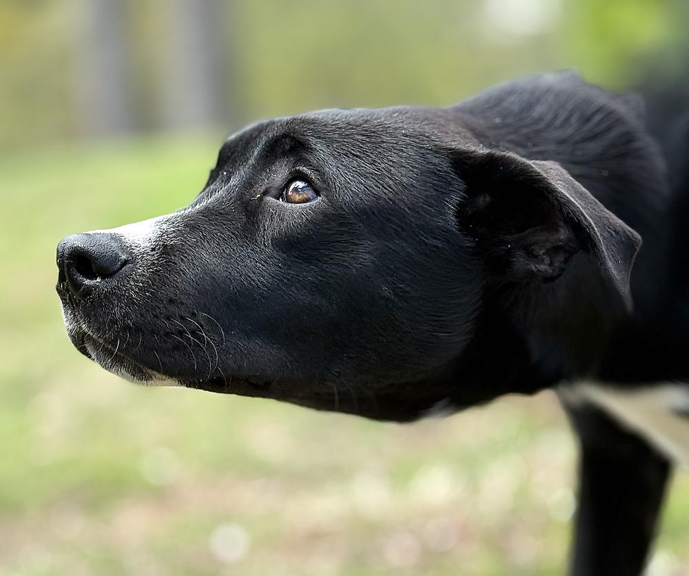 Cassian, Adoptable, Puppy Male Labrador Retriever.