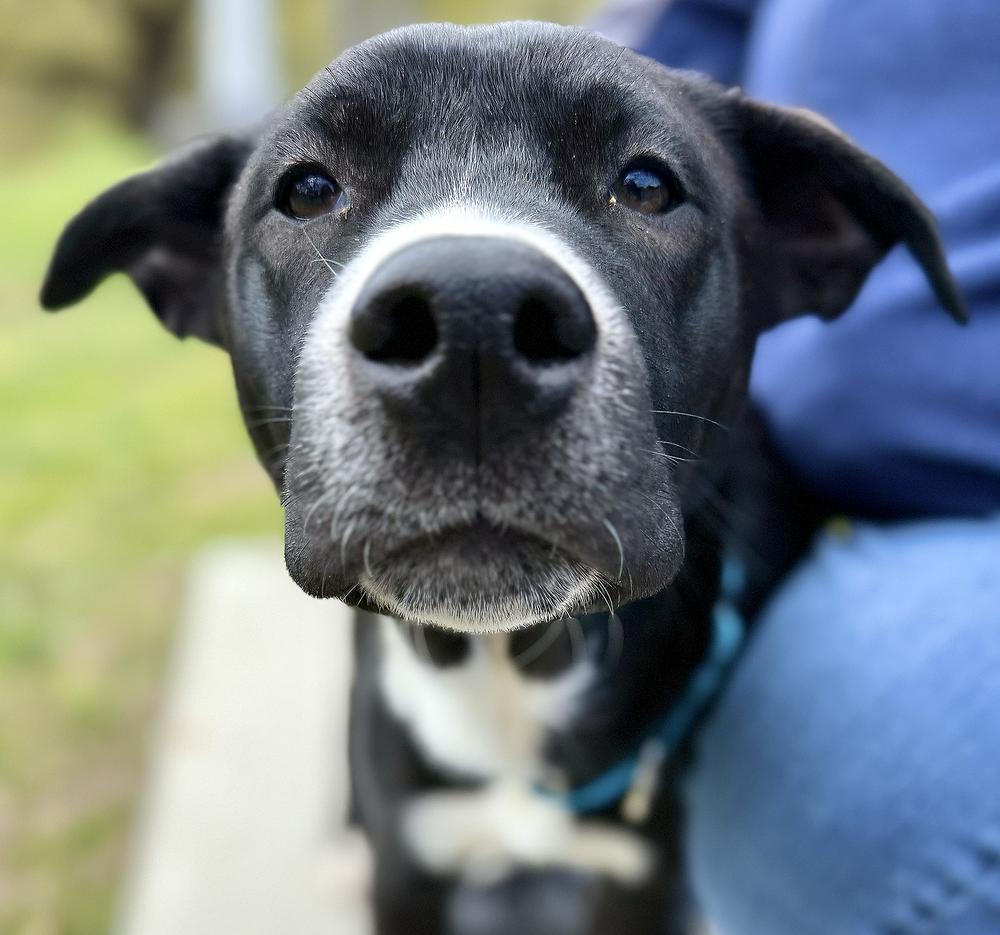 Cassian, a Adoptable mixed breed in Wolcott, CT image 2/6