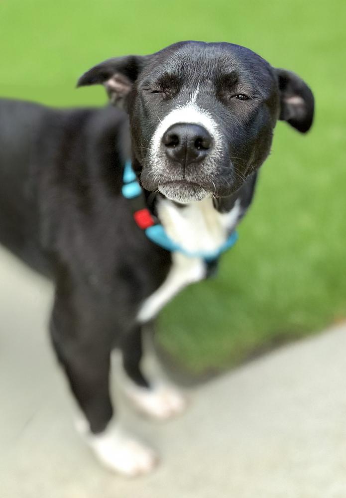 Cassian, a Adoptable mixed breed in Wolcott, CT image 3/6