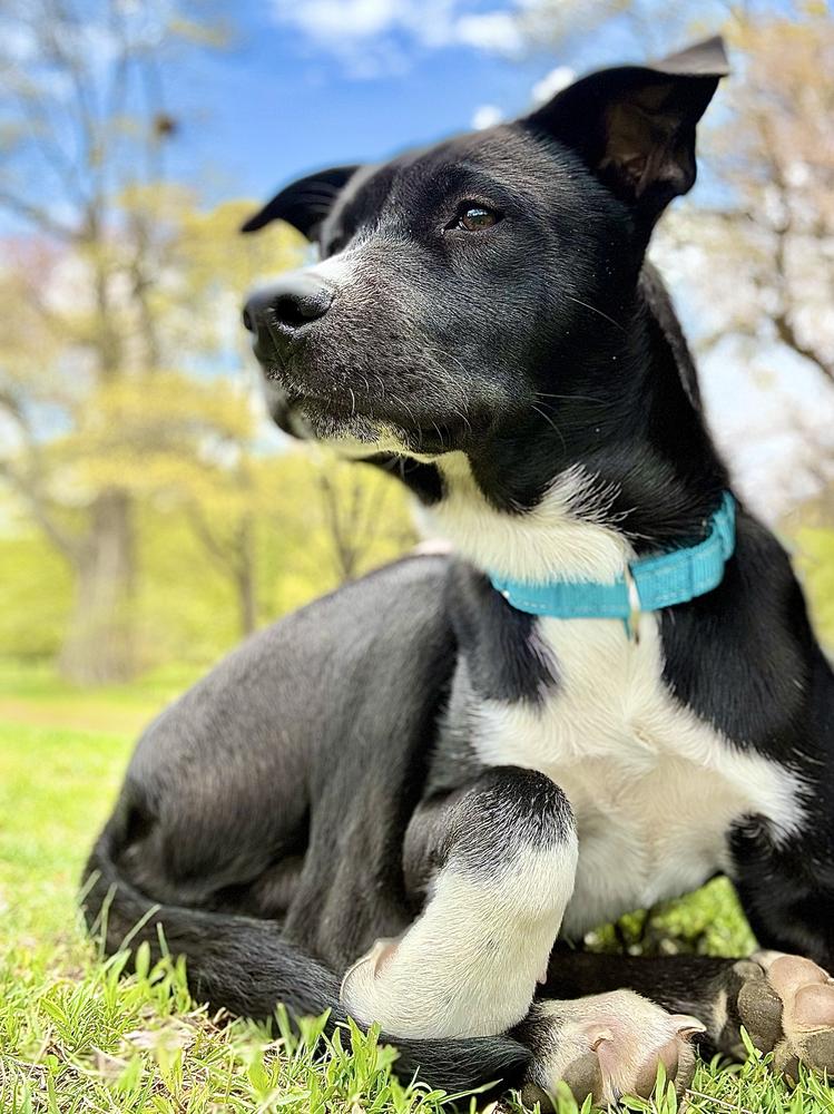 Cassian, a Adoptable mixed breed in Wolcott, CT image 4/6