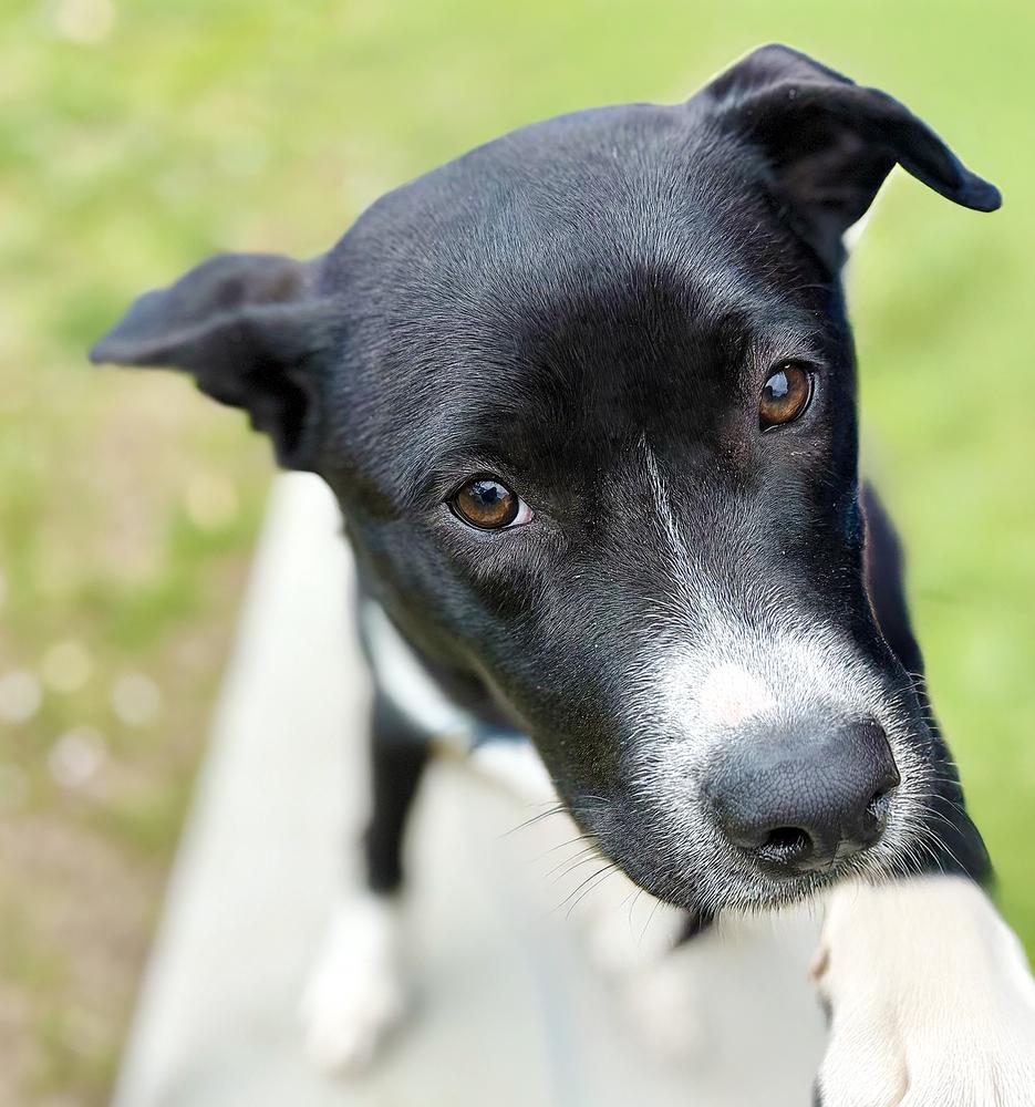 Cassian, a Adoptable mixed breed in Wolcott, CT image 5/6