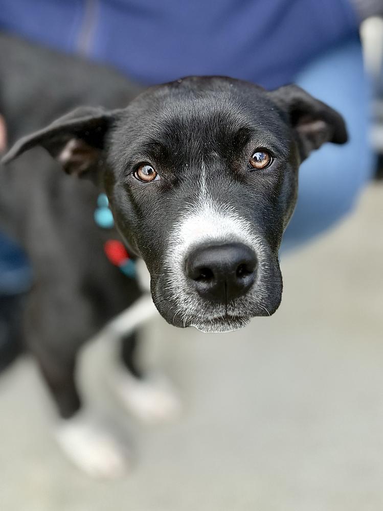 Cassian, a Adoptable mixed breed in Wolcott, CT image 6/6