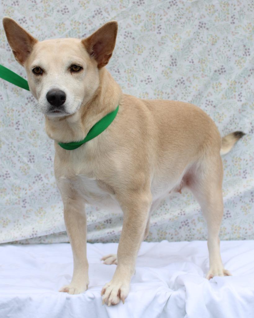Tinkerbell, Adoptable, Adult Female Mixed Breed.