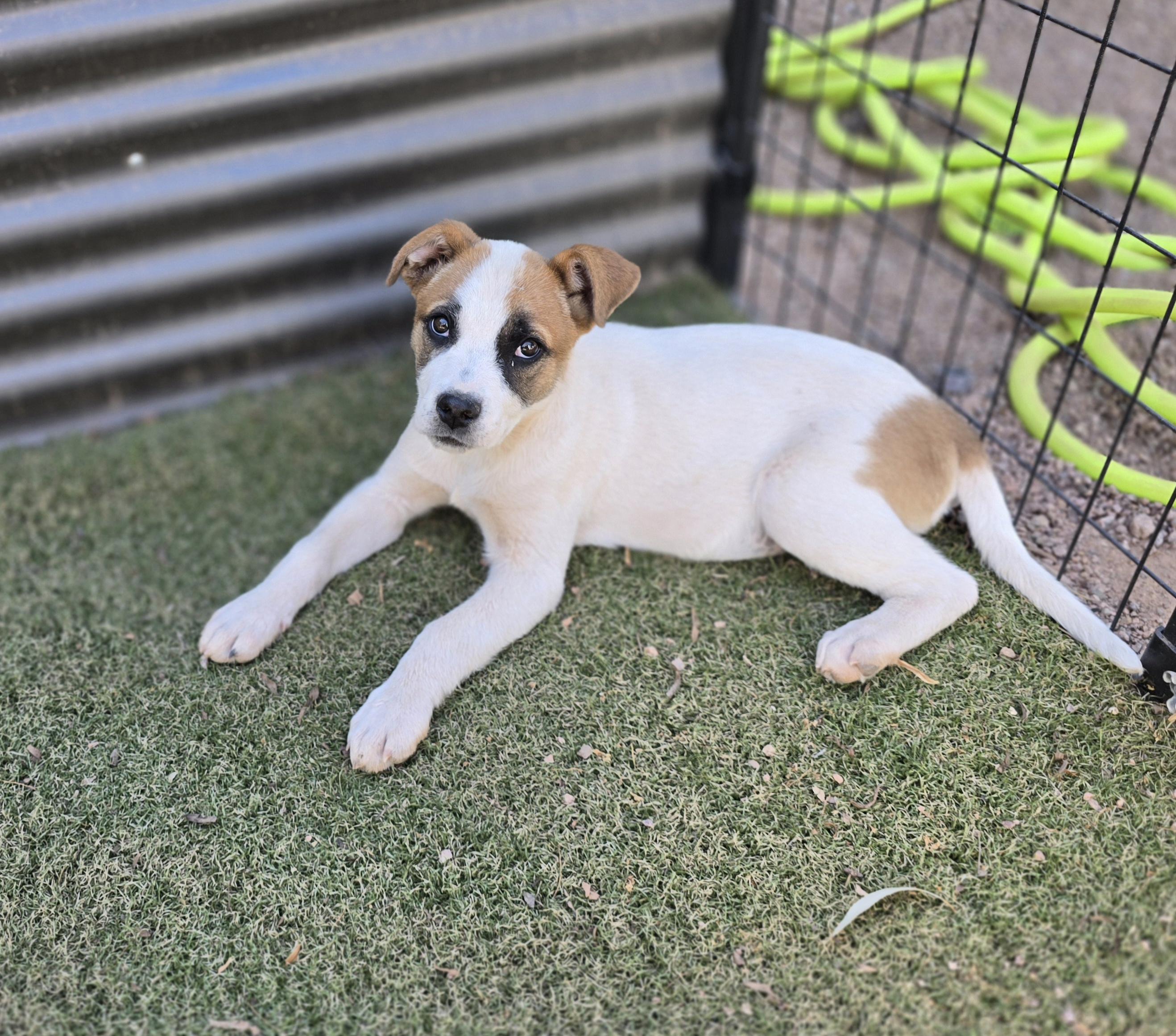 Tilly, ADOPTABLE, Puppy Female Labrador Retriever & Boxer.
