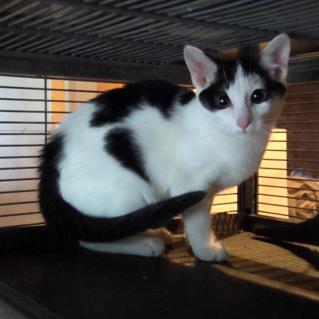 Opossum, Adoptable, Young Female Domestic Short Hair.