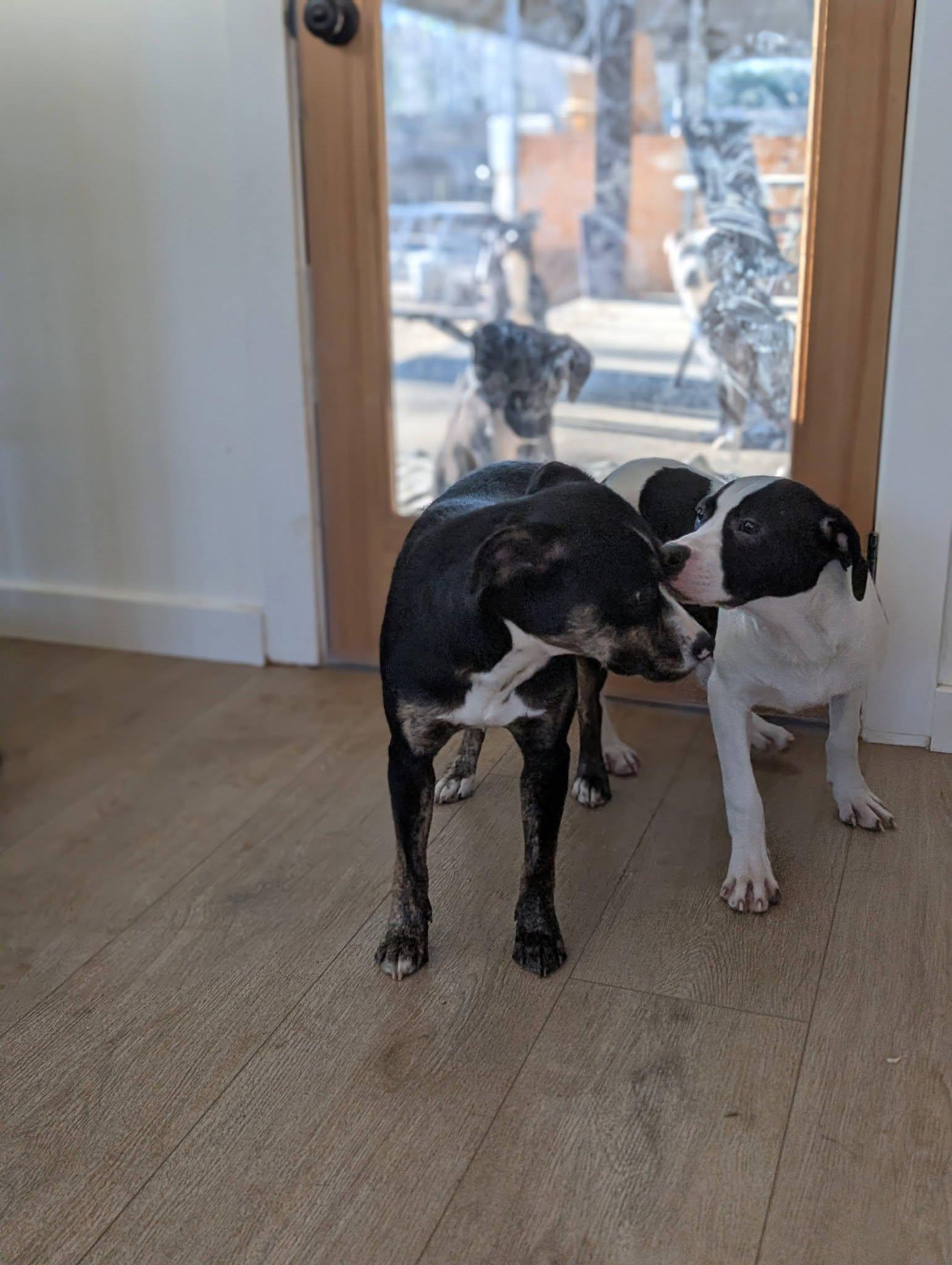 Enlarge Winnie, a ADOPTABLE mixed breed in Charlotte, NC image 3/4