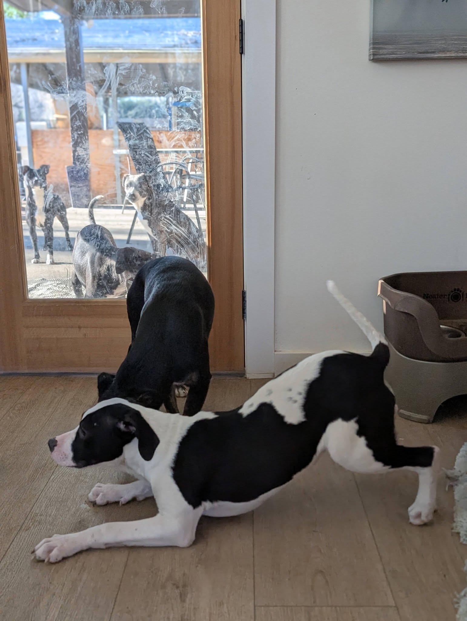 Enlarge Winnie, a ADOPTABLE mixed breed in Charlotte, NC image 4/4