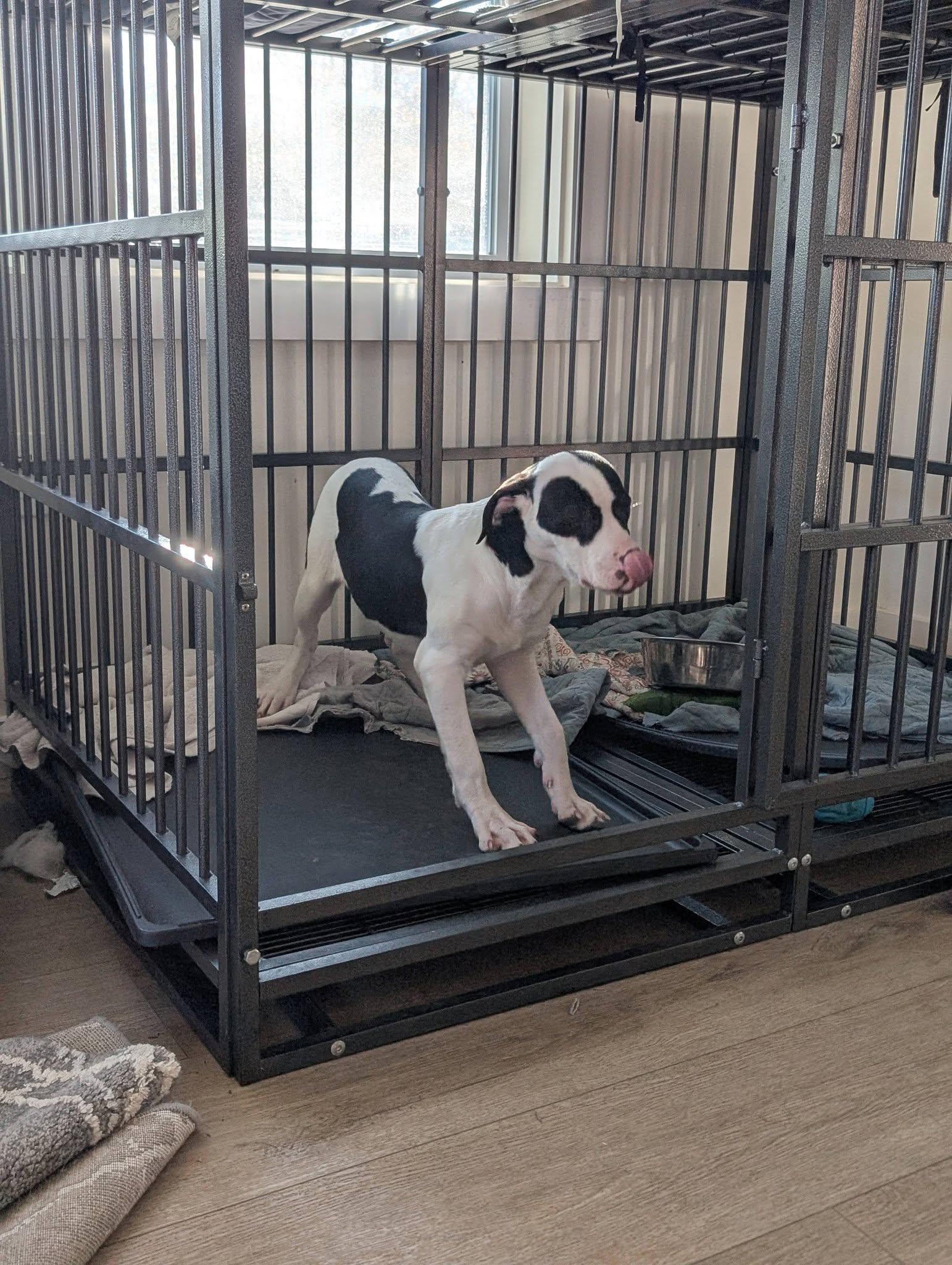 Enlarge Winnie, a ADOPTABLE mixed breed in Charlotte, NC image 2/4