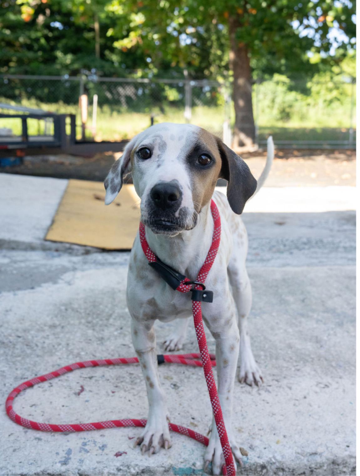 Enlarge Patch, an adopted mixed breed in Milwaukie, OR image 2/6